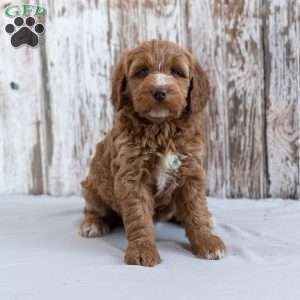 Isabella, Mini Goldendoodle Puppy